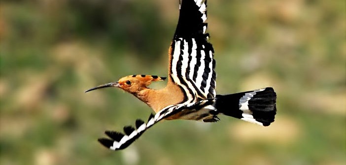 Kur’an’da Anlatılan Hüdhüd Kuşunun Hikayesi